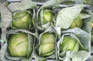 کلم سفید صادرتی باسبد جهت ارسال به قطر