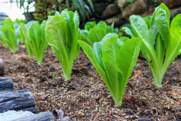 خرید مستقیم کاهو رومانو بوته ای درجه یک