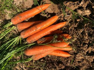 هویج صادراتی دزفول