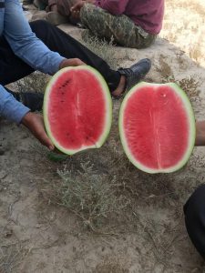 خرید و فروش هندوانه صادراتی