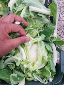 گل کلم صادراتی دزفول