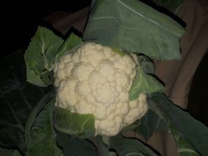 فروش گل کلم صادراتی