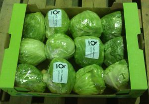 کاهو پیچ صادراتی به روسیه با کارتن