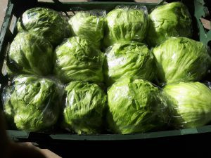 کاهو سالادی صادراتی به اروپا با سبد